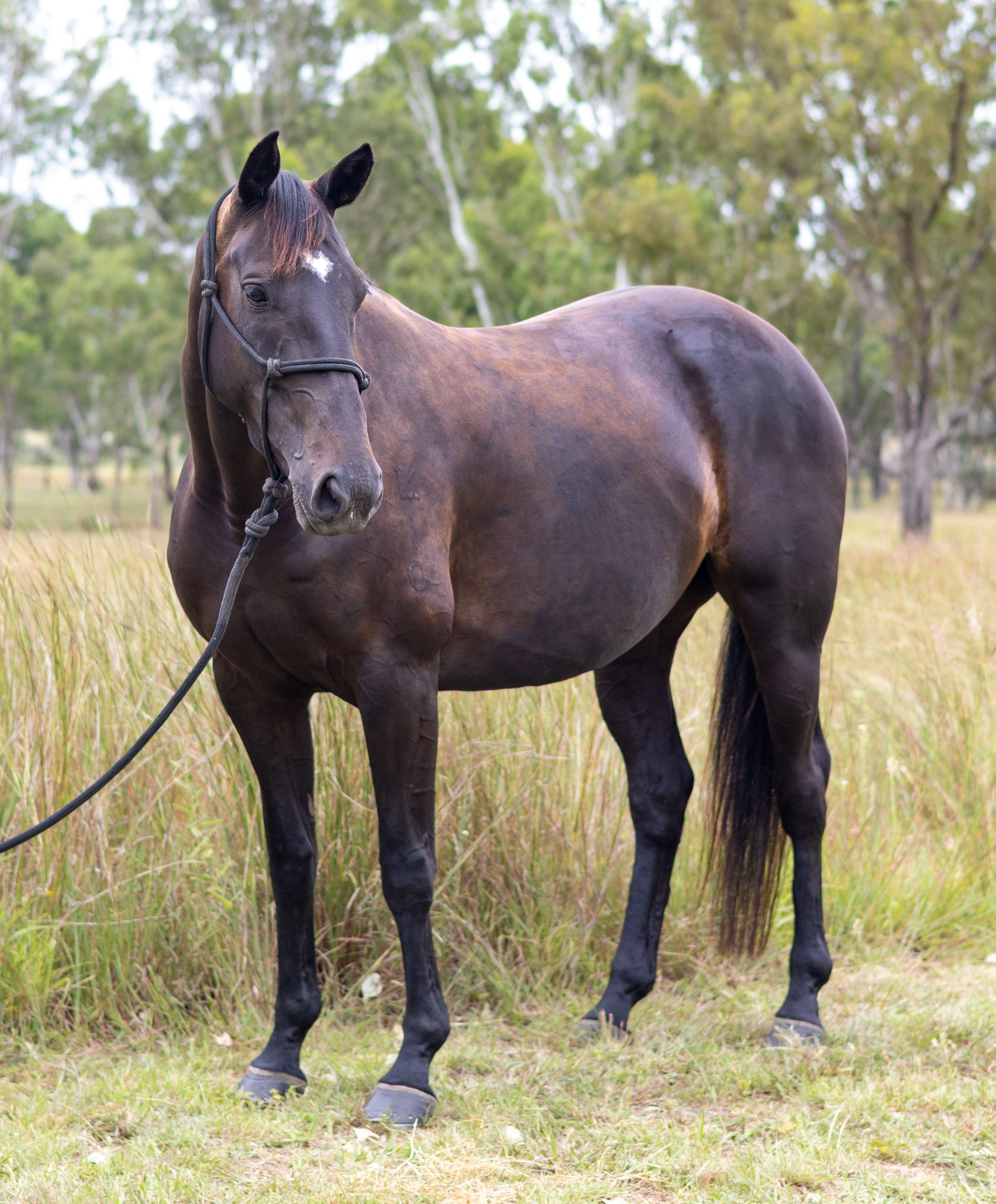 stallion image