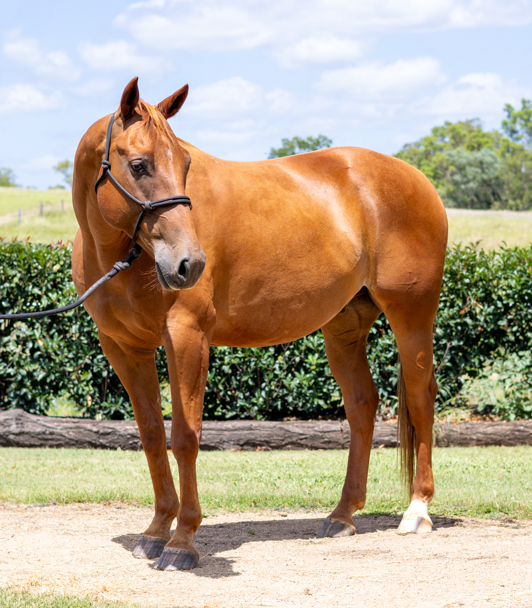 stallion image