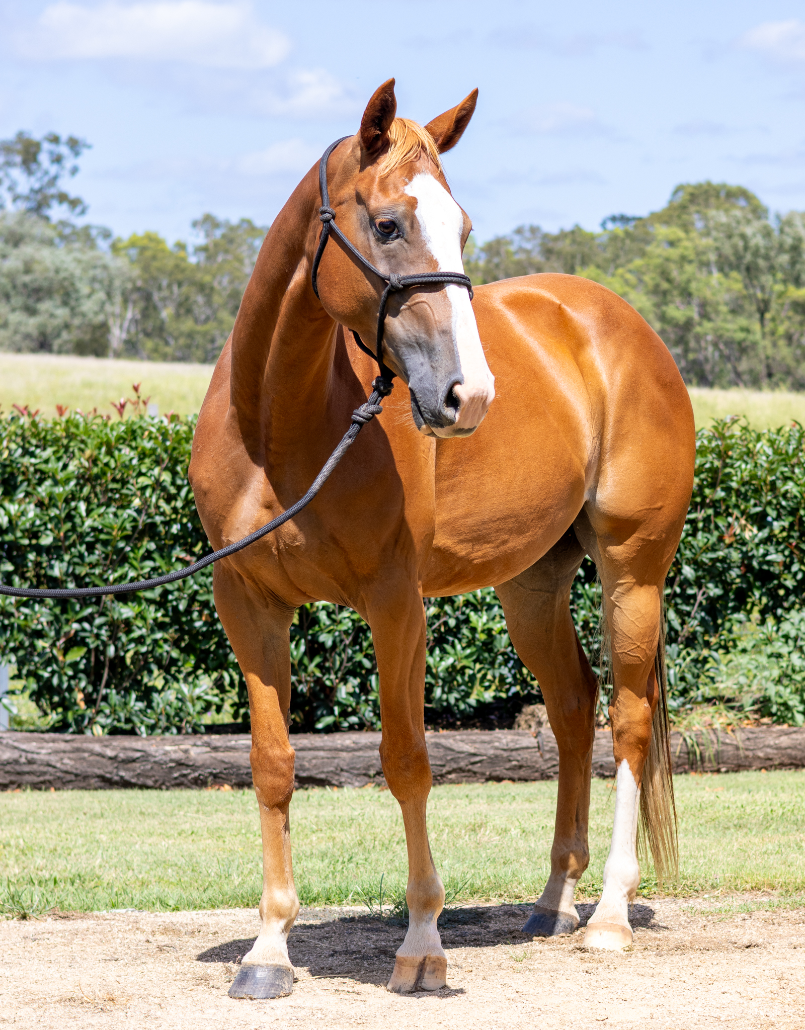 stallion image