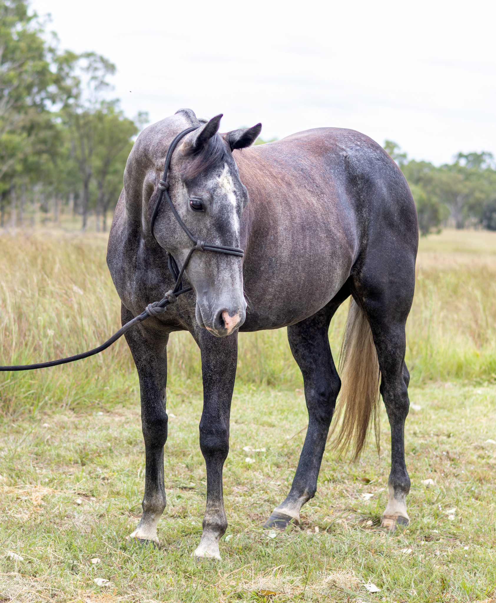 stallion image
