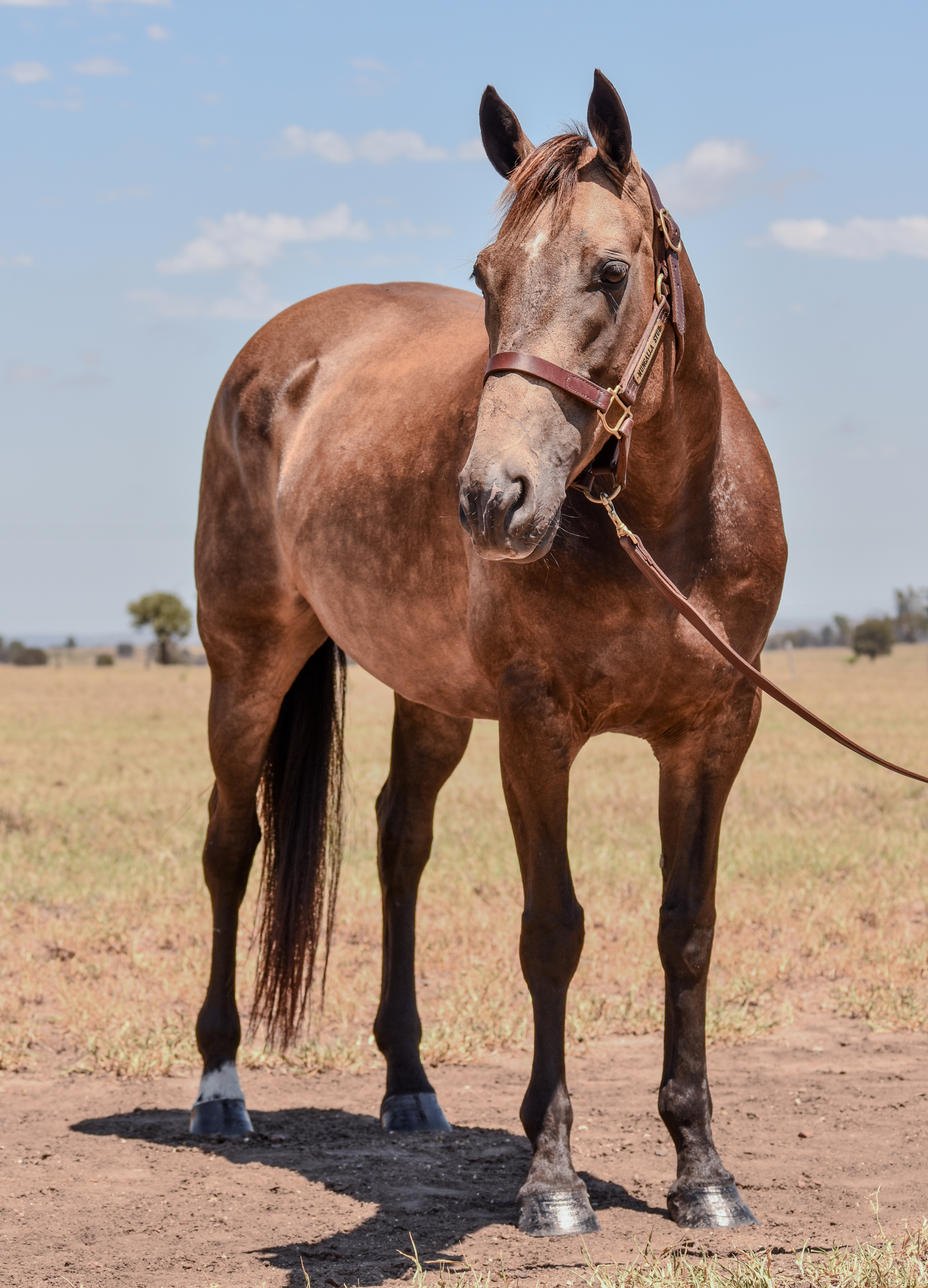 stallion image
