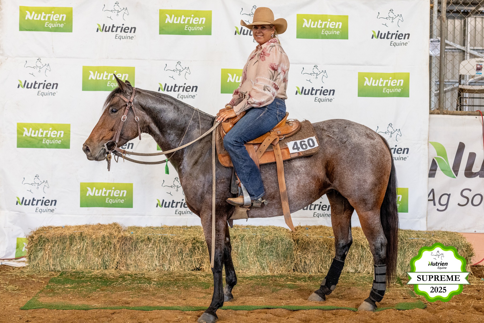 stallion image